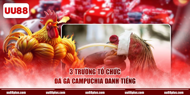 3 trường tổ chức đá gà Campuchia danh tiếng