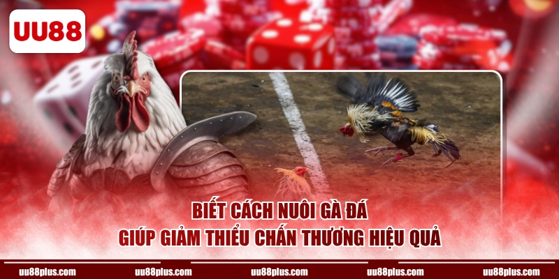 Biết cách nuôi gà đá giúp giảm thiểu chấn thương hiệu quả