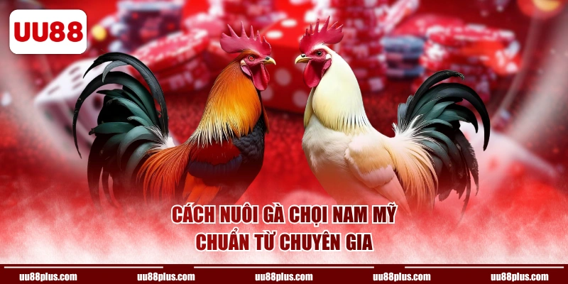 Cách nuôi gà chọi Nam Mỹ chuẩn từ chuyên gia