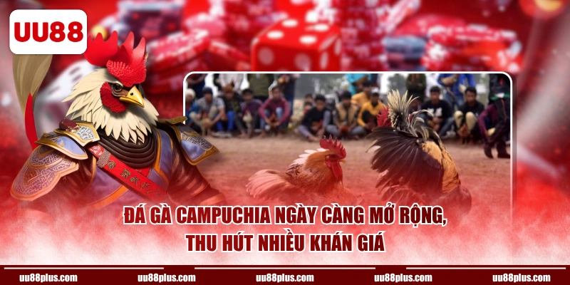 Đá gà Campuchia ngày càng mở rộng, thu hút nhiều khán giá