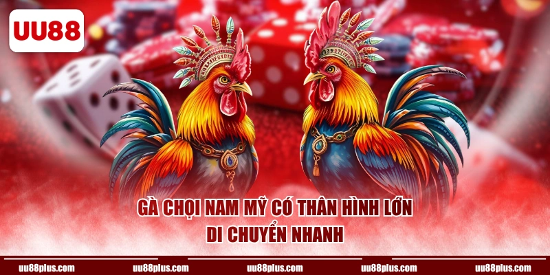 Gà chọi Nam Mỹ có thân hình lớn, di chuyển nhanh