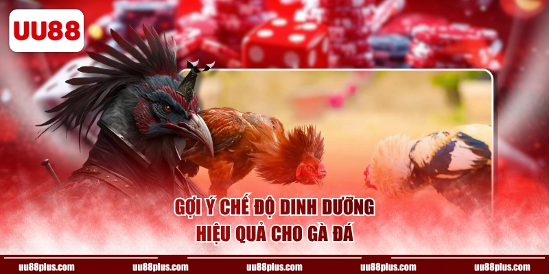 Gợi ý chế độ dinh dưỡng hiệu quả cho gà đá