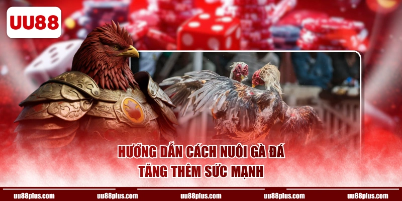 Hướng dẫn cách nuôi gà đá tăng thêm sức mạnh