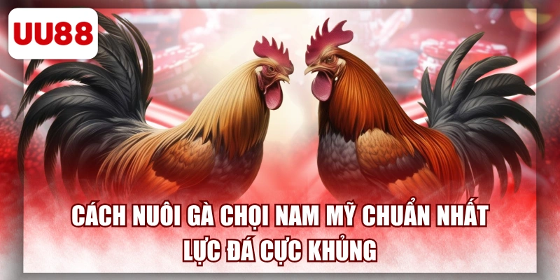 Cách Nuôi Gà Chọi Nam Mỹ Chuẩn Nhất, Lực Đá Cực Khủng