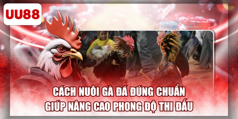 Cách Nuôi Gà Đá Đúng Chuẩn Giúp Nâng Cao Phong Độ Thi Đấu